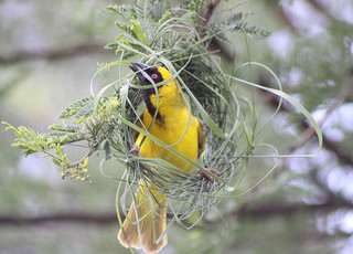 Weaving a Nest (dkeats, Flickr)